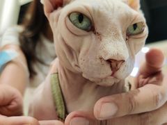 -藏猫猫咖啡主题馆(中央大道店)