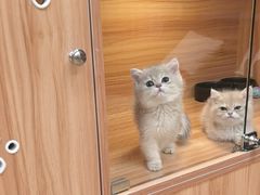 -猫十亿·布偶金渐层·曼基康矮脚猫舍(青年路店)