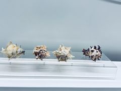 -贝壳王国博物馆