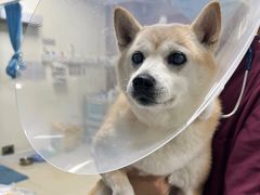 -美联众合动物医院·24h转诊中心