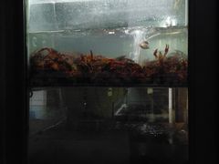 水产区-三太子地摊烧烤·小龙虾(北蔡店)