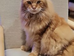 -藏猫猫咖啡主题馆(中央大道店)