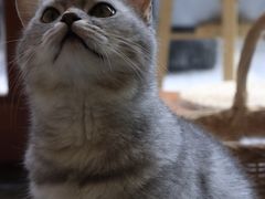 -猫友咖啡店(玉林西路店)