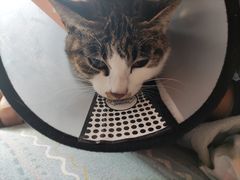 -关爱动物医院·心脏·中兽医·异宠(金牛路分院)