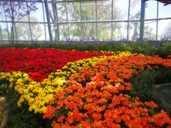 -芽庄珍珠岛游乐园