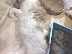 -屋虎猫馆(宝安大仟里店)