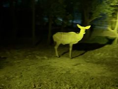 -清迈夜间动物园