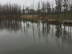 -上海长兴岛郊野公园