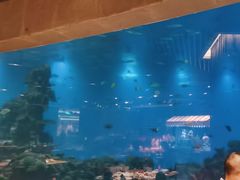 -海棠湾洲际-涛·海底餐厅·美人鱼·自助餐·海底隧道