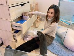 -momokira米努特·德文卷毛猫·棉花面纱犬