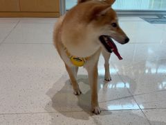 -帕帕拉兹宠物(亚洲旗舰店)