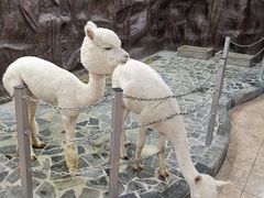 -上海大自然野生昆虫馆(东方明珠·爬宠昆虫探索中心)
