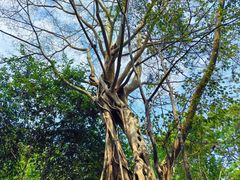 -中国科学院西双版纳热带植物园