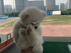 -山东文旅崮云湖高尔夫学院(奥体校区)