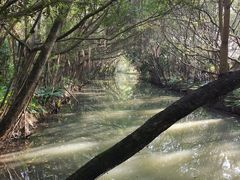 -大湾区中央湿地公园
