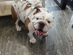 -宠爱国际动物医院· 猫科· 外科·中兽医(长白店)