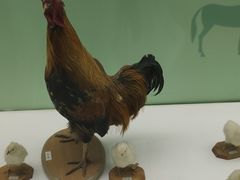 -国家自然博物馆