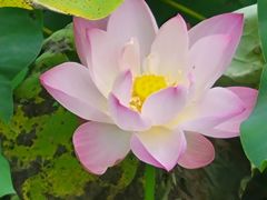 -百翠山居.家飨餐厅