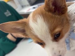 -心仪动物医院·牙专科·肿瘤·心脏科(西客站院)