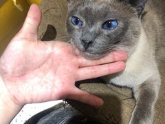 -滚猫咖啡·猫咖·猫友好撸猫(未来城店)