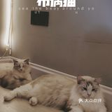 🔥别去东山口了！🐱这里的猫好粘人！！超好出片