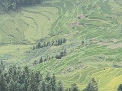 -紫鹊界梯田景区