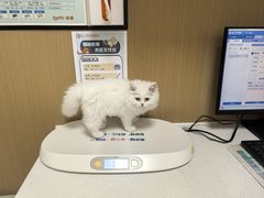 -瑞派康怡24h宠物医院·犬猫医疗中心·微创绝育(瑞景分院)