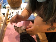 -momokira米努特·德文卷毛猫·棉花面纱犬