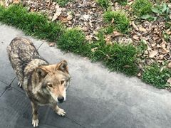 -西安秦岭野生动物园