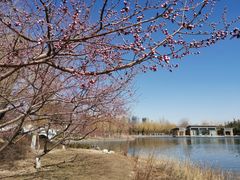 -大兴滨河森林公园