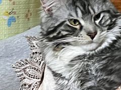 -宠福鑫康馨动物医院·骨科·眼科