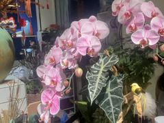 -弗劳尔花艺坊(龙涛店)