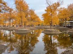 -金塔沙漠胡杨林景区