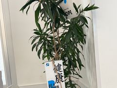 -Blueglass酸奶(上生新所店)