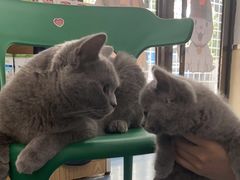 -宠颐生宠物医院外科·内科·皮肤科·影像科(石龙店)