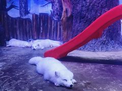 -芜湖新华联大白鲸海洋公园