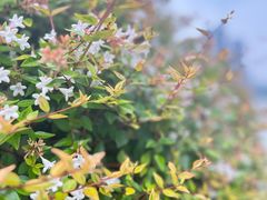 -天鹅湖体育公园