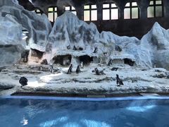 -帝企鹅自助餐厅•儿童岛•真企鹅(长隆企鹅酒店)