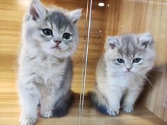 -猫十亿·布偶金渐层·曼基康矮脚猫舍(青年路店)