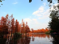 -白鹭湾湿地公园