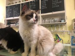 -猫色咖啡·猫咖