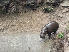 -清迈夜间动物园