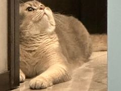-欣宠猫屋·矮脚拿破仑·蓝金金渐层