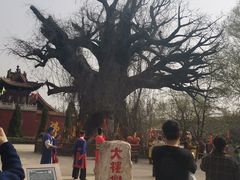 -大槐树寻根祭祖园