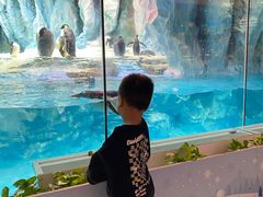 -帝企鹅自助餐厅•儿童岛•真企鹅(长隆企鹅酒店)