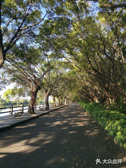 大湾区中央湿地公园图片