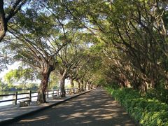 -大湾区中央湿地公园