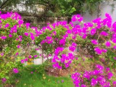 -黄桷坪涂鸦艺术街
