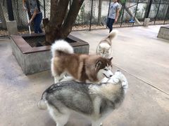 -TrueLove @ Neverland (Husky Cafe)