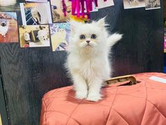 -欣宠猫屋·矮脚拿破仑·蓝金金渐层